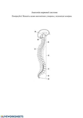Анатомія нервової системи