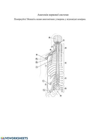 Анатомія нервової системи