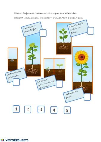 Ordena les fases de creixement d'una planta