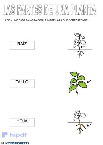 Las partes de una planta