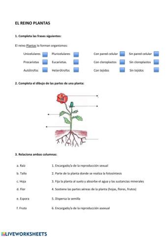 El reino plantas