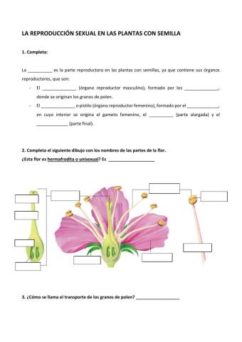 Reproducción sexual en plantas