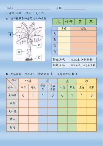 一年级 科学： 植物： 复习 3