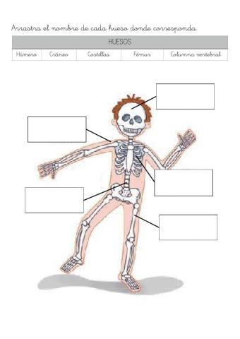 Aparato locomotor: Huesos