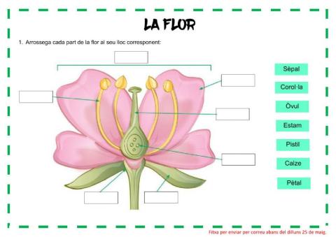 Parts de la flor