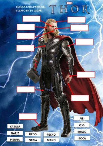 THOR PARTES DEL CUERPO