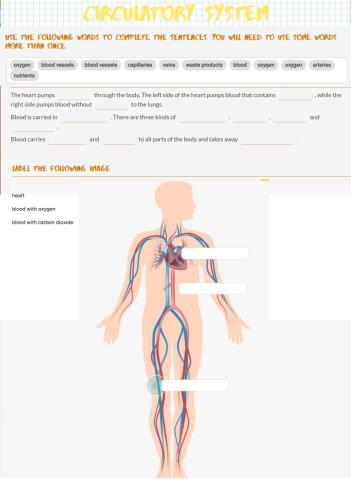 Circulatory system