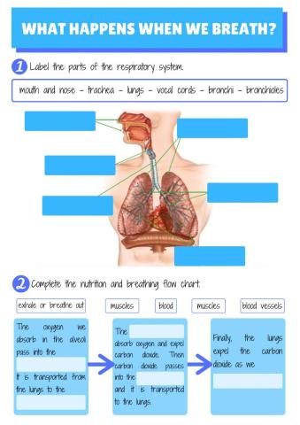 What happens when we breathe?