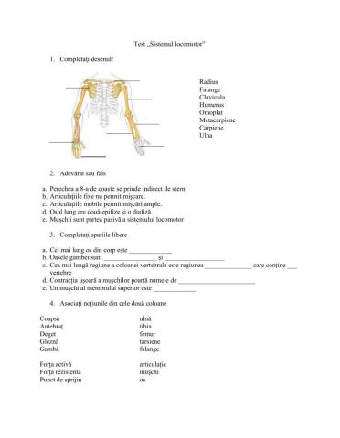 Test sistemul locomotor