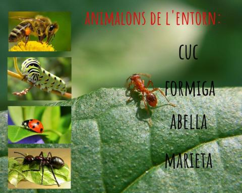 ANIMALONS DE L'ENTORN