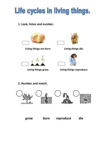 Life cycles in living things.