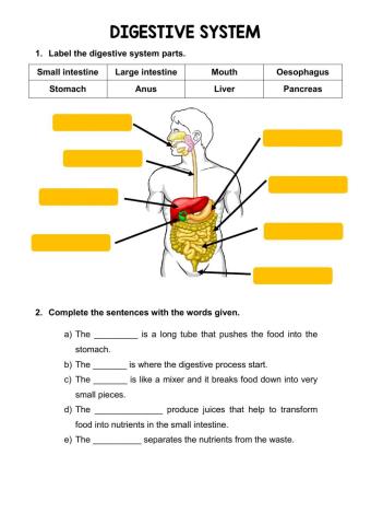 The digestive system