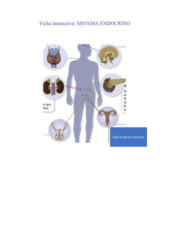 Sistema endocrino