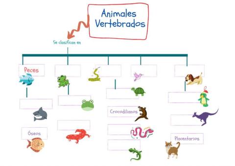 Clasificación Animales Vertebrados