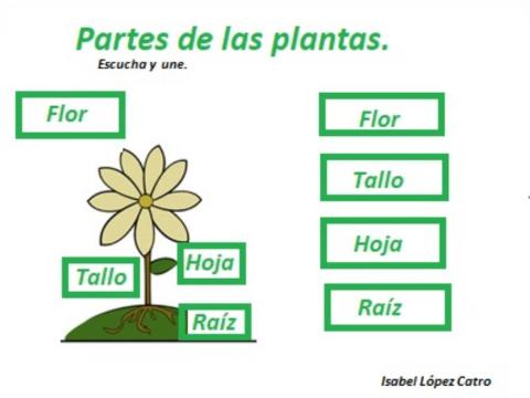 Plantas