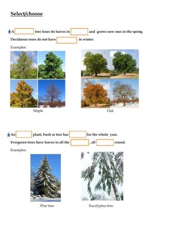 Deciduous and evergreen plants