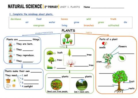 Plants mindmap (Unit 1)