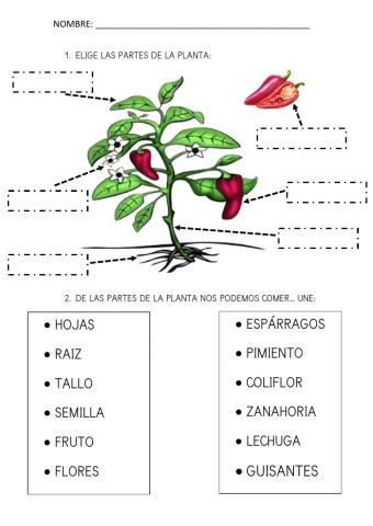 Partes de la planta