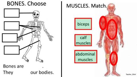 Bones, muscles and joints