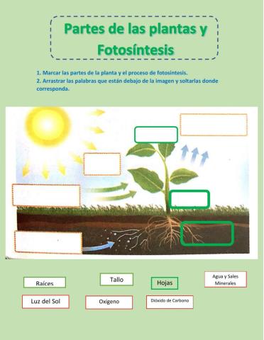 Las plantas