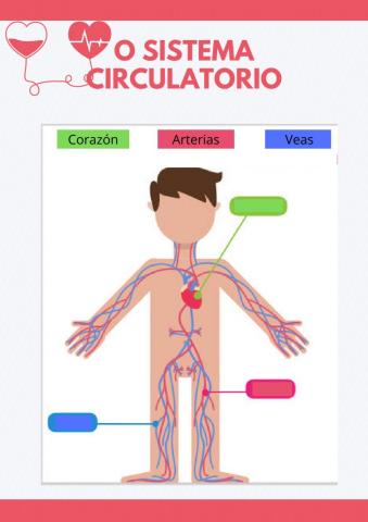 O sistema circulatorio