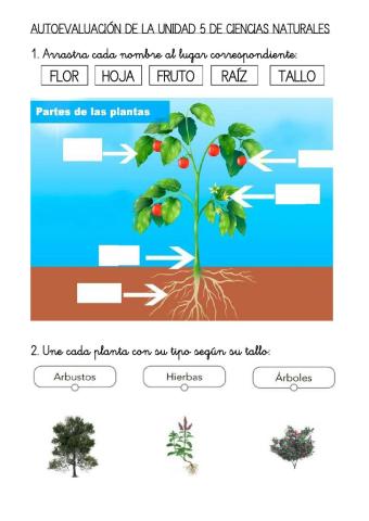 Autoevaluación unidad 5 ciencias naturales