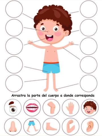 Partes del cuerpo