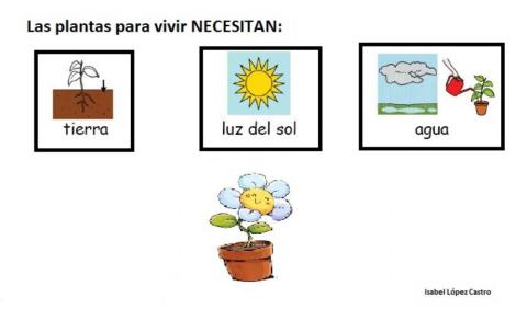 Las plantas