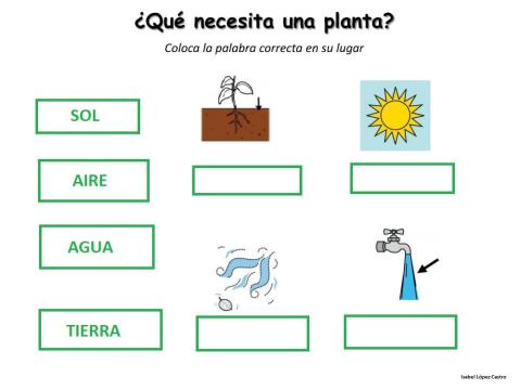 Las plantas