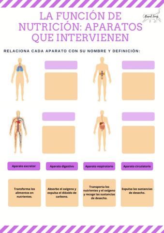 La función de nutrición: aparatos