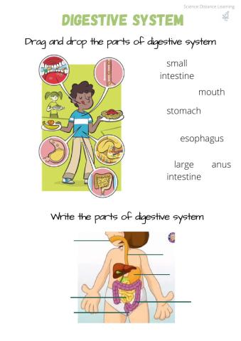 Digestive system