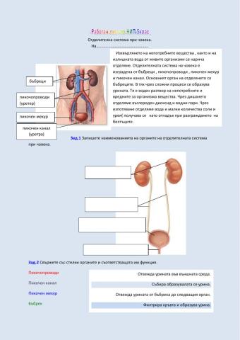 Отделителна система при човека