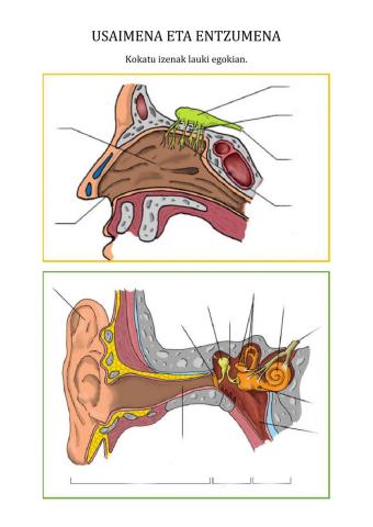 Entzumena eta usaimena