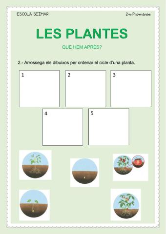 Les plantes (què hem après)2