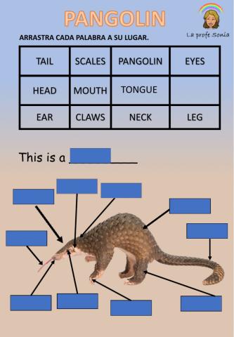 Parts of the animals