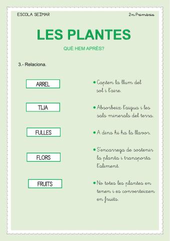 Les plantes (què hem après)3