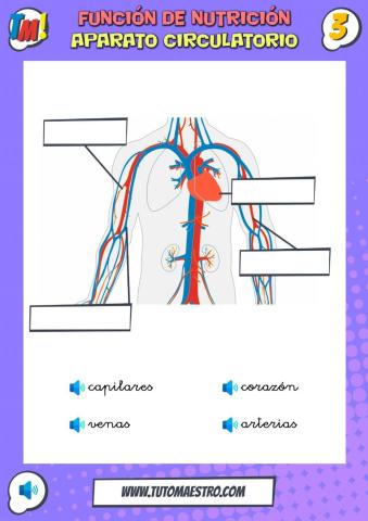 Nutrición. Aparato circulatorio.