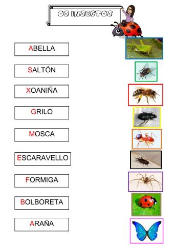 Os Insectos