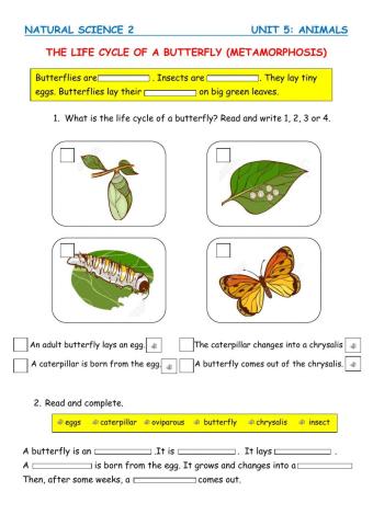 The life cycle of a butterfly