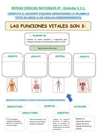 Las funciones vitales