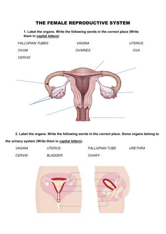 Female reproductive system