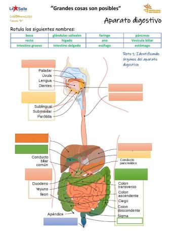 Órganos del aparato digestivo.