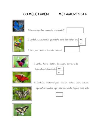 Tximeletaren metamorfosia