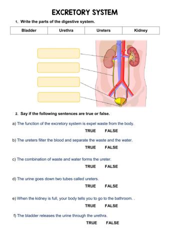 Excretory system