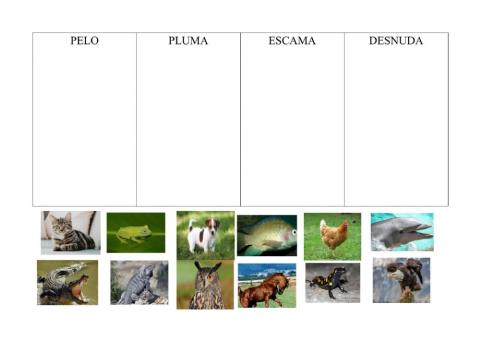 Clasificar animales