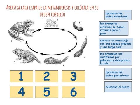 Metamorfosis de la rana