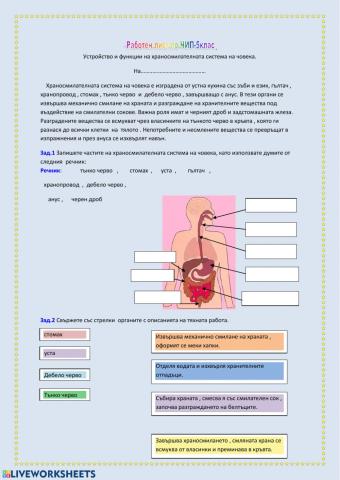 Храносмилателна система на човека.