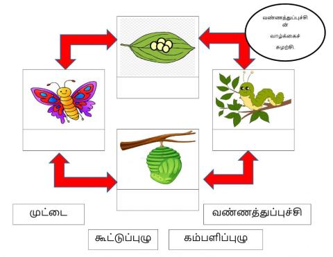 Butterfly life cycle