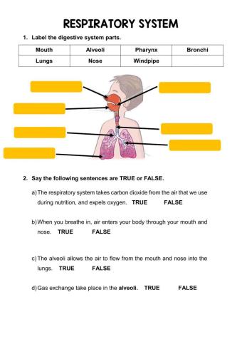 The respiratory system