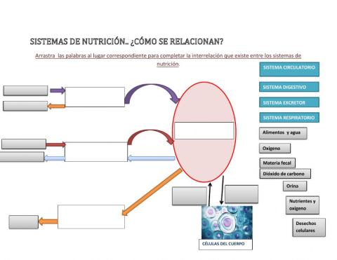 Sistemas de nutrición